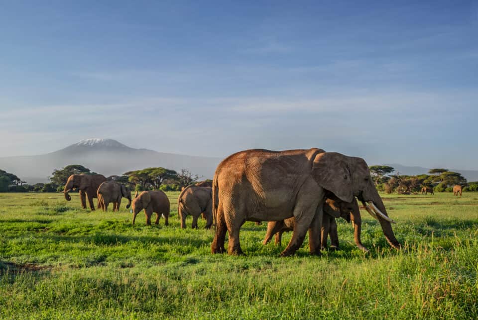 afrikanske elefanter på en safari tur i amboseli national park i kenya afrika