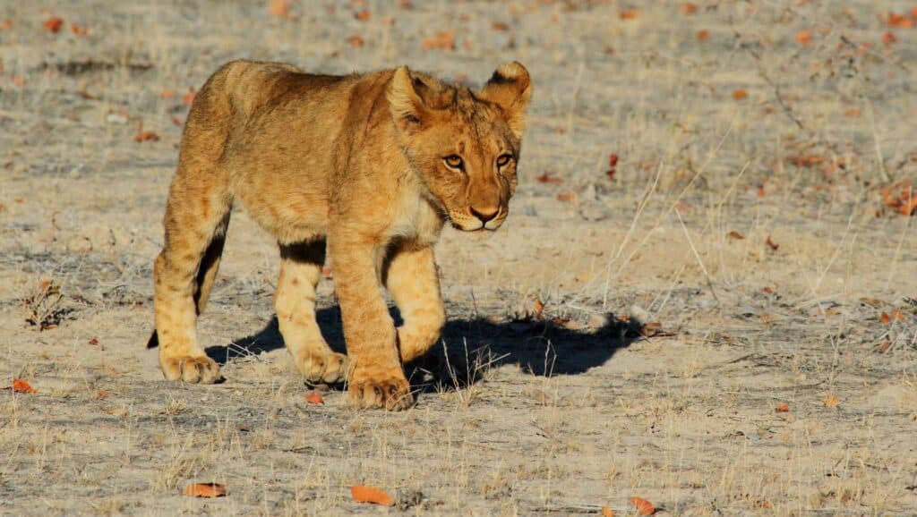 billede af en løveunge i namibia afrika