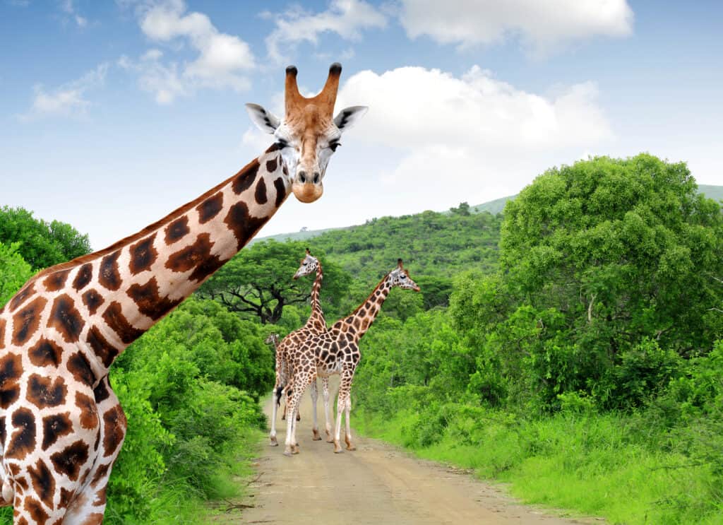giraffer på vejen i sydafrika