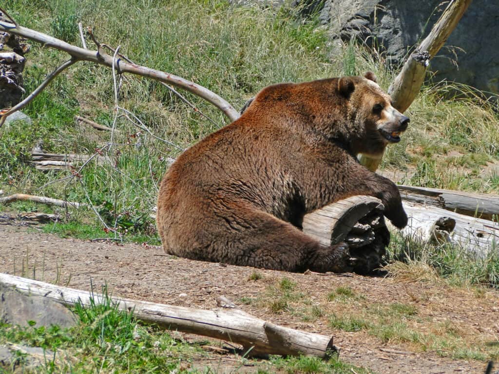 amerikansk grizzlybjørn og kaldet amerikansk brunbjørn i woodland park zoo i seattle