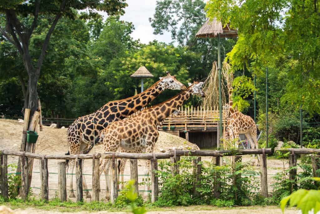 giraffer i budapest zoologiske og botaniske have